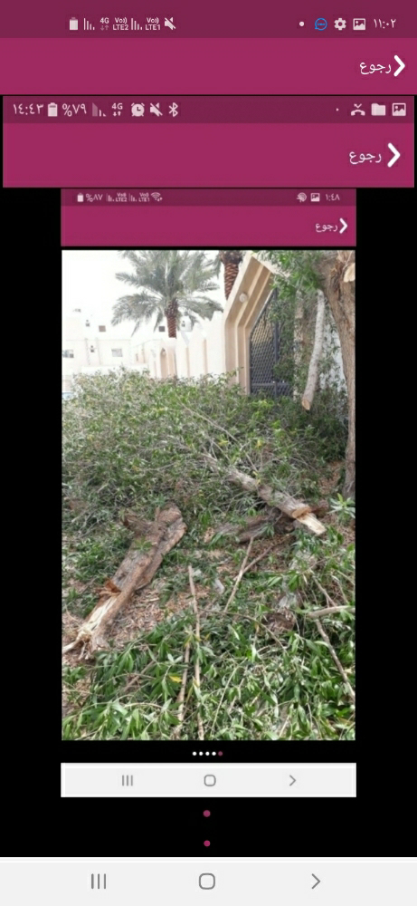 مقطع اشجار - 4
