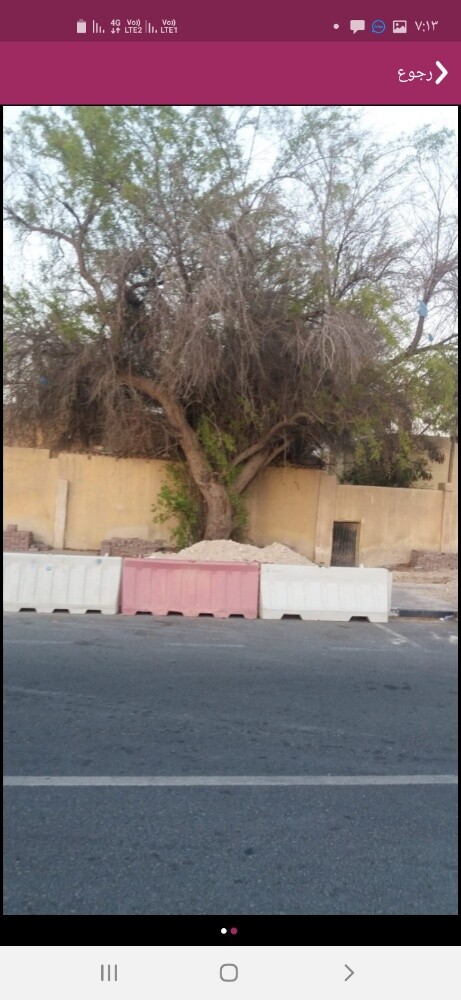 مقطع اشجار - 2