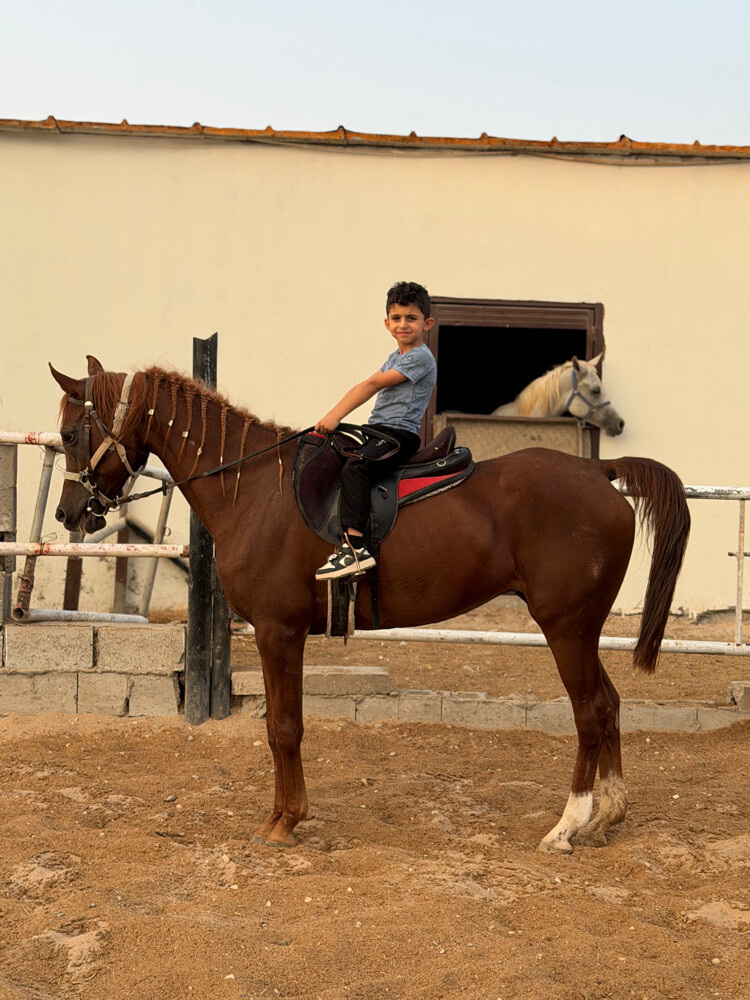 فرس عربيه ركوب آمنه للعائله - 3