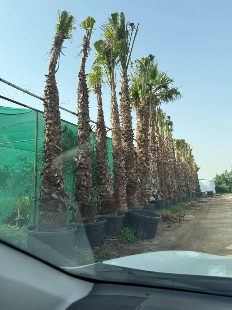 توريد وتركيب جميع انواع النخل - 4