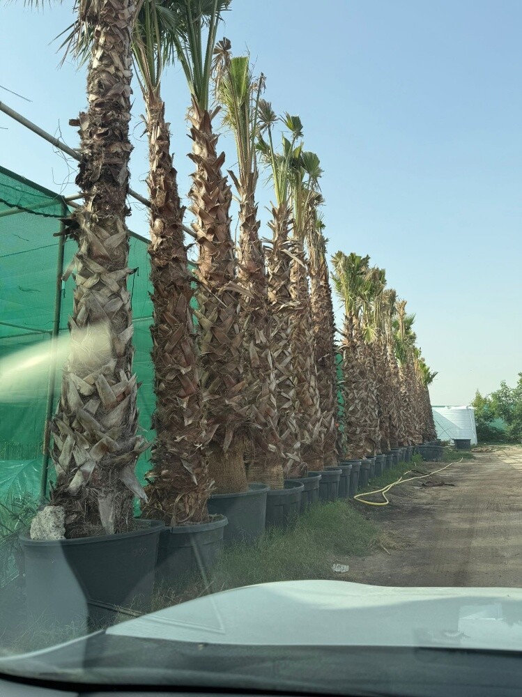 توريد وتركيب جميع انواع النخل - 3