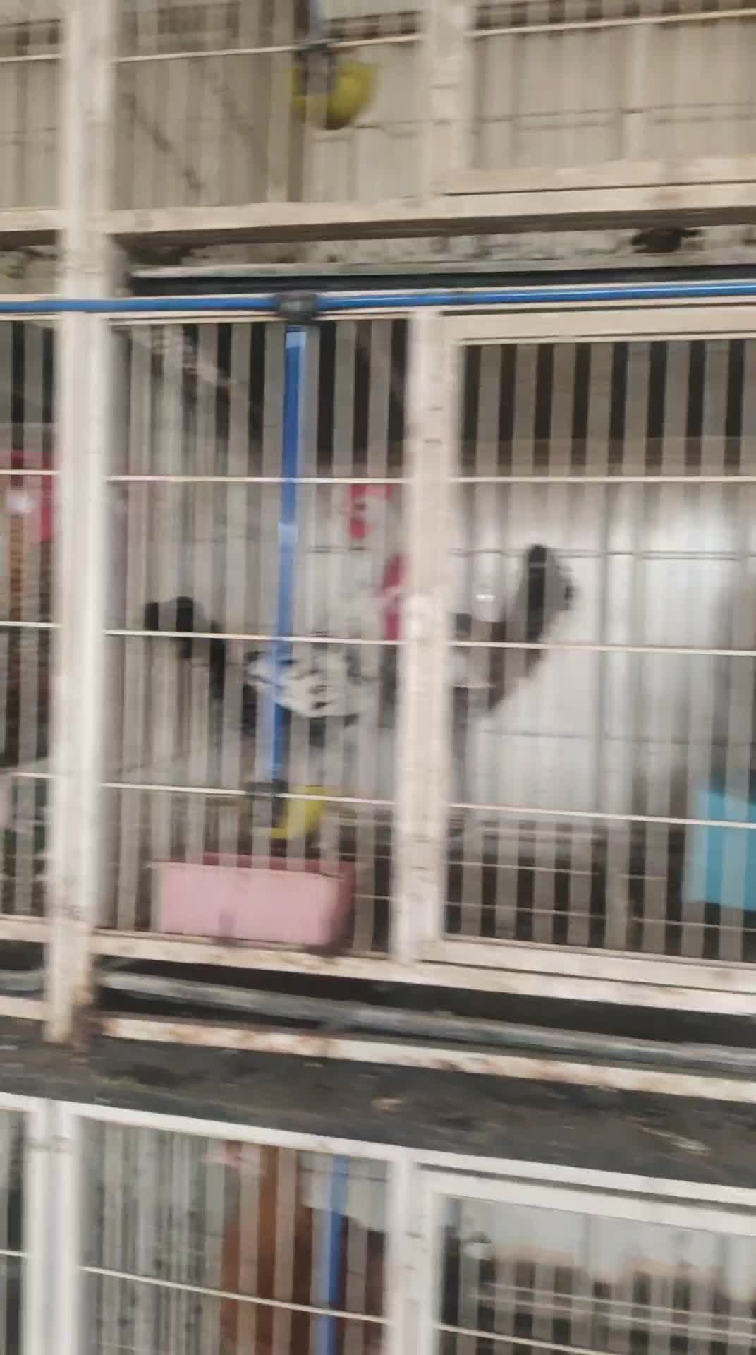 ديك بلدي و دجاج كبار - 4