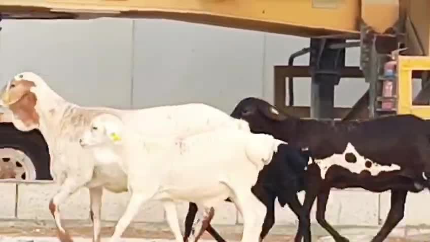 برابر وليد تحتها اثنان طلي - 3