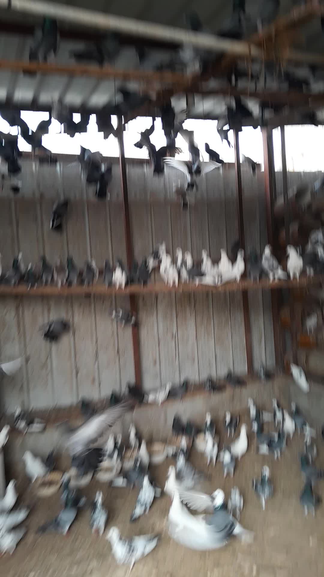 66044882call this number and WhatsApp also this is good birds good - 1