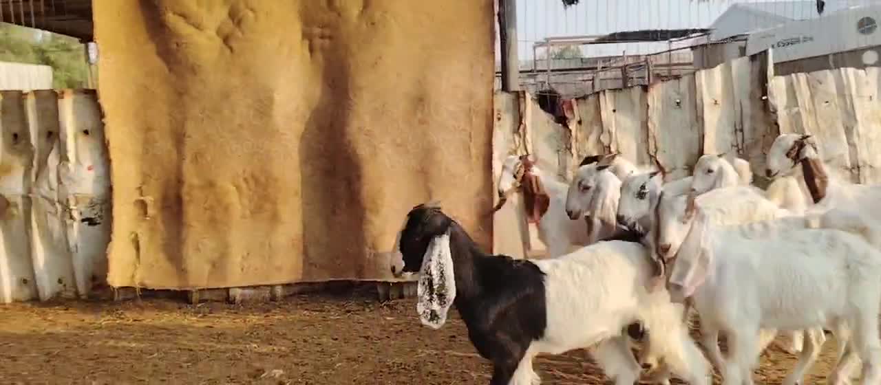 للبيع تيوس زبائح طيبه سمان فل - 1