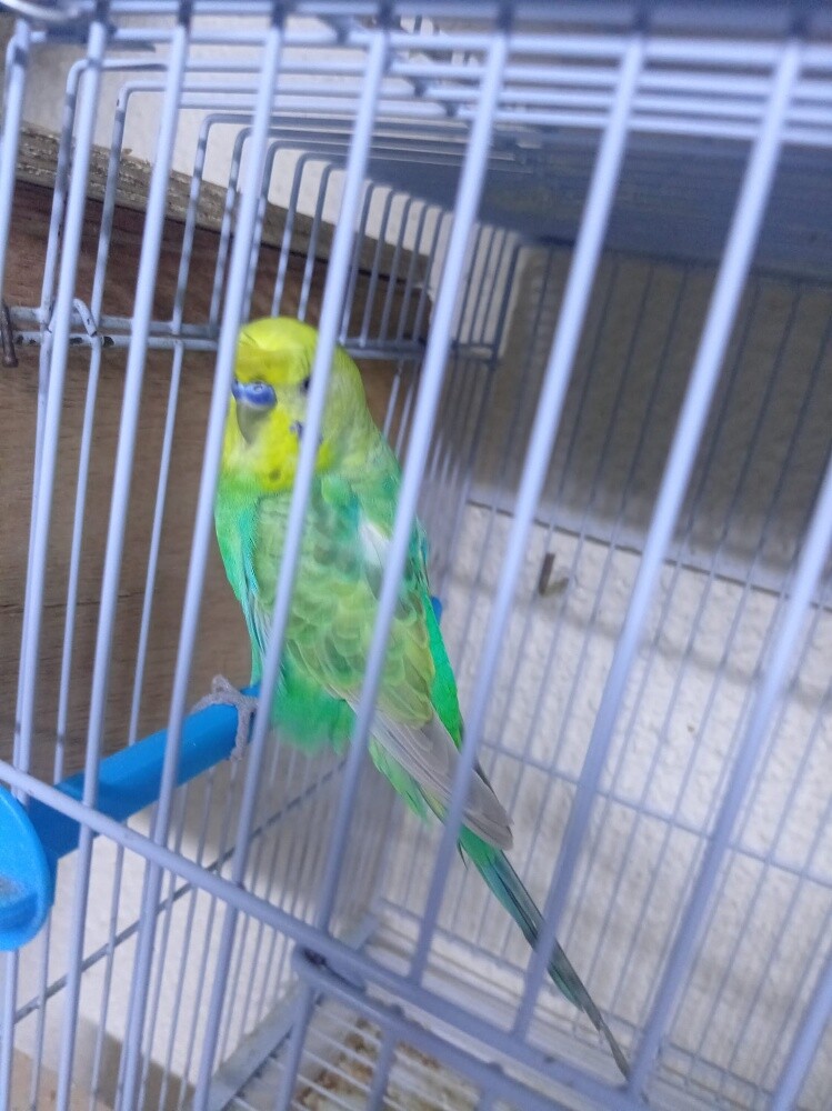 For Sale - 2