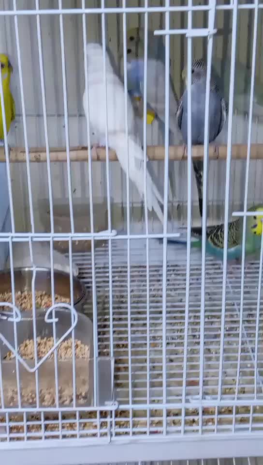 Budgie pairs - 1