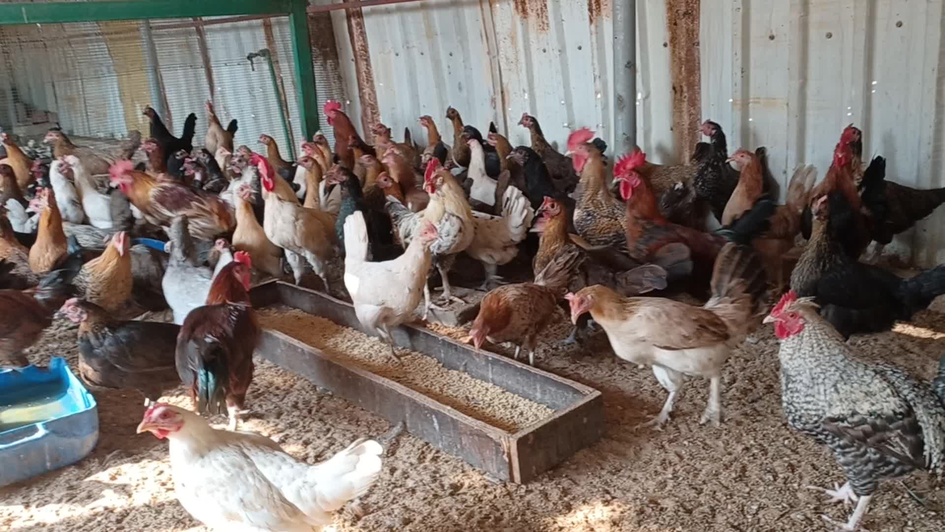 Hen female chicken for sale - 4
