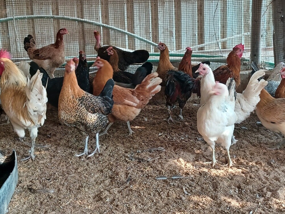Hen female chicken for sale - 1