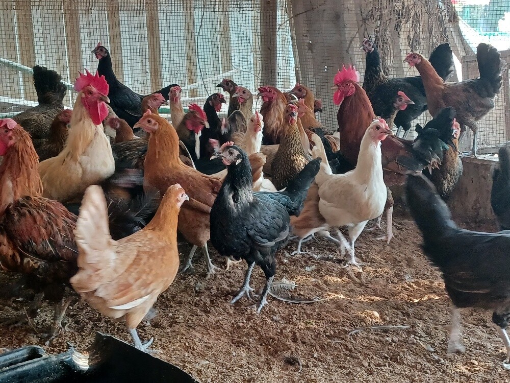 Hen female chicken for sale - 3