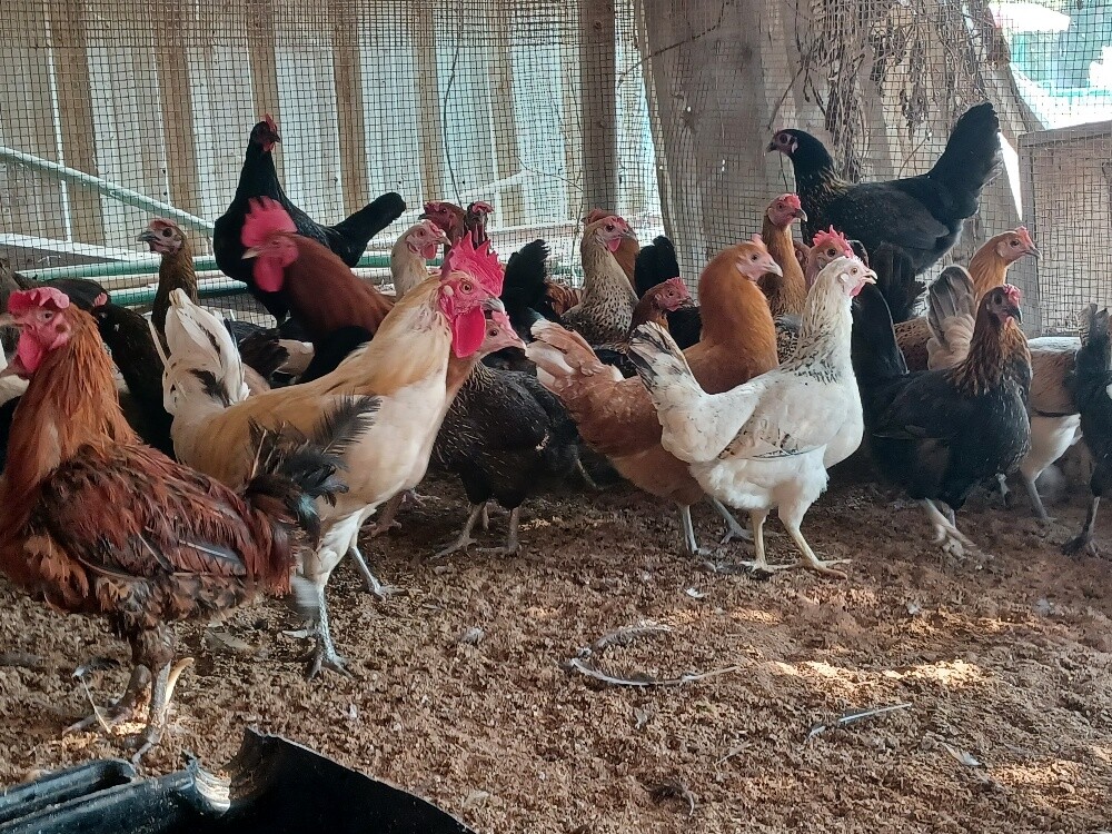Hen female chicken for sale - 2