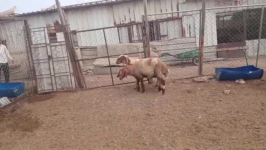 للبيع شويهات سوريه دفيع شرط - 1