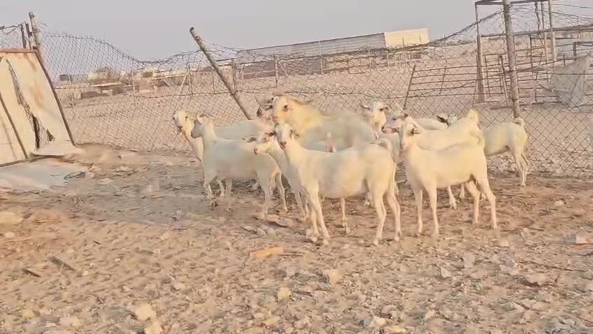 للبيع معزا عمانيات برص اصايل - 1