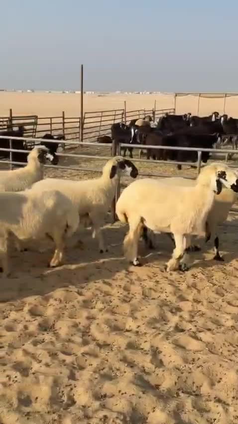 لبيع شويهات عرب مكحله اغلبها دفيع - 1