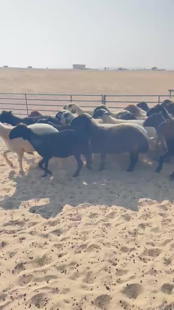 للبيع شويهات عرب شهوب ومكحله - 1