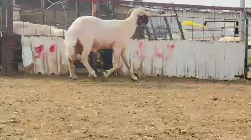 للبيع فحل سوري طيب فاخر - 4