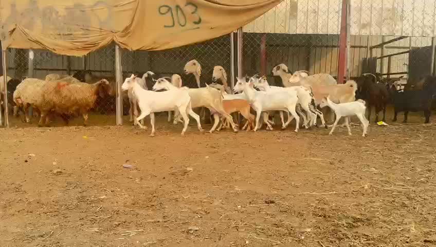 معزا عمانيات - 1