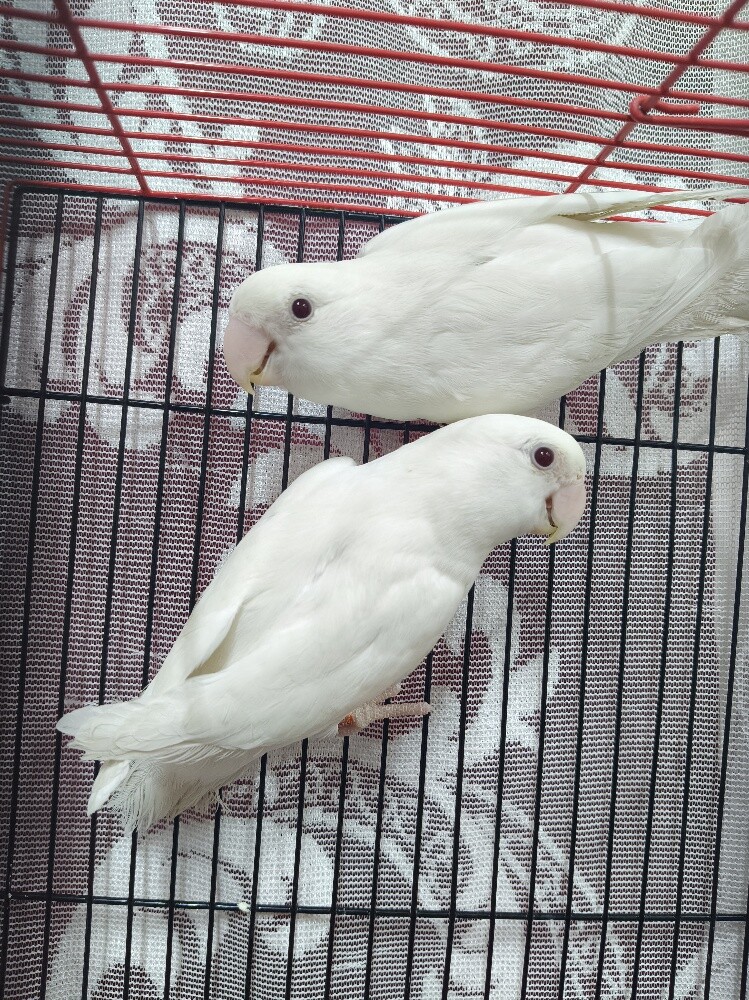 albino rose pair - 1