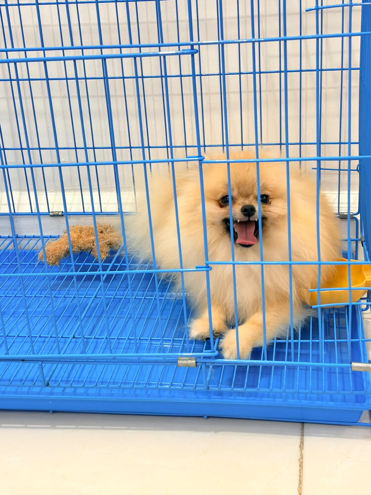 Pomeranian - 2