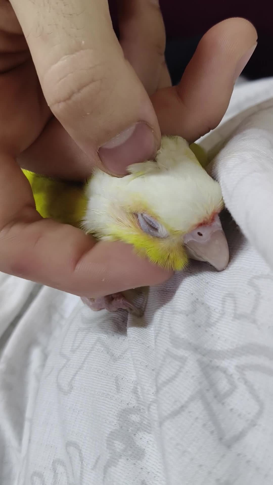 Sun cheek conure - 2