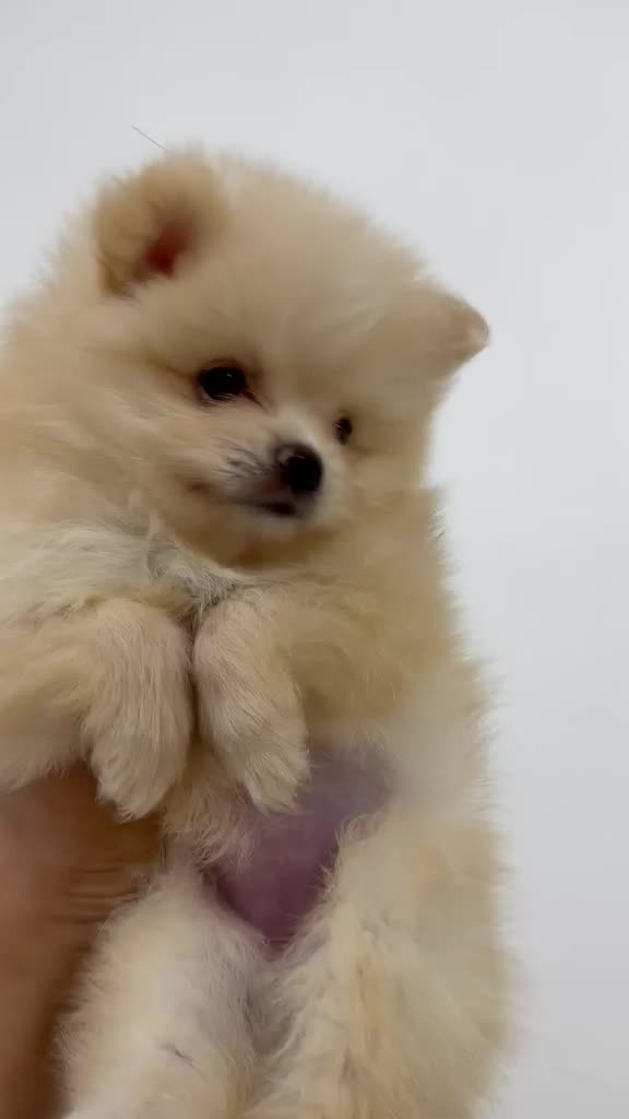 Pomeranian - 1