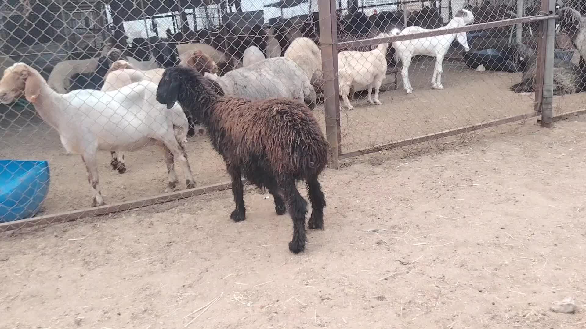 شاه عربية طيبة دفيع شرط - 1