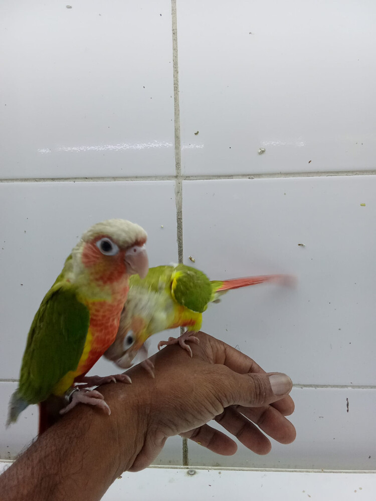 فرخ كنيور   - 2