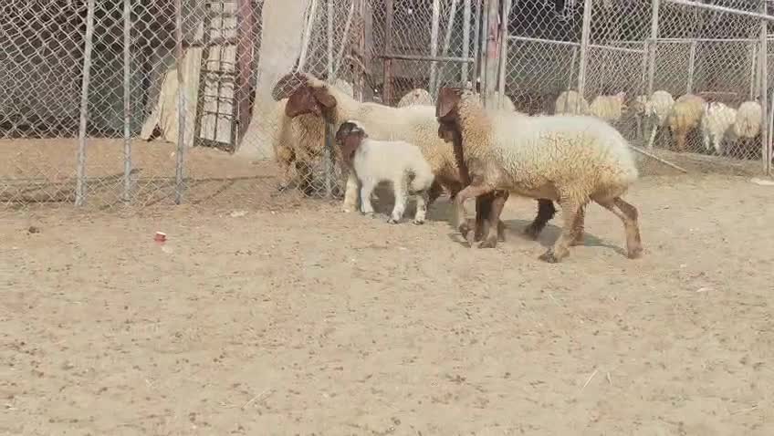 للبيع شويهات سوريه طيبه وليد - 2