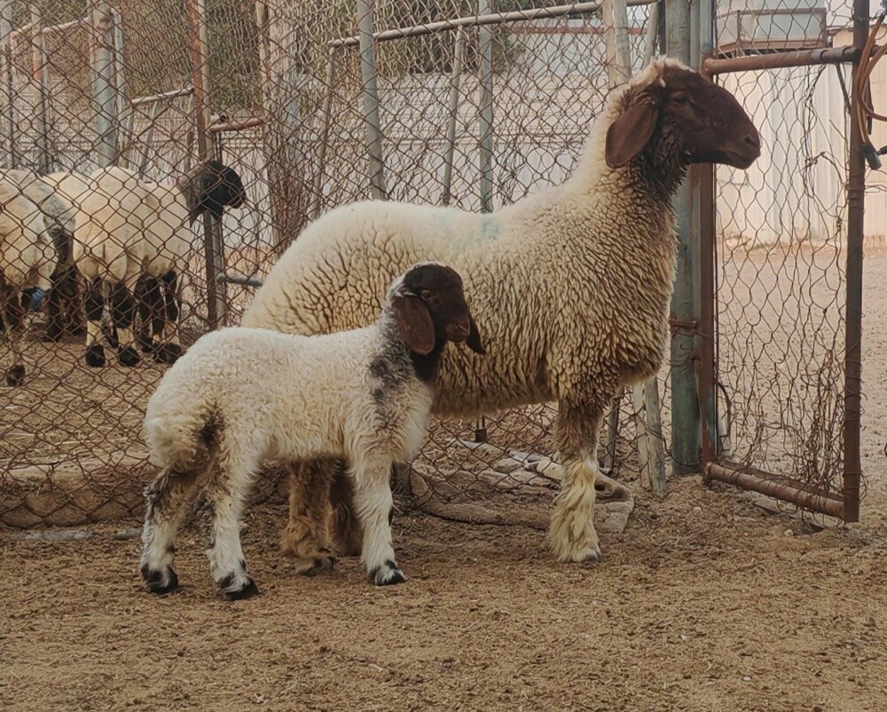 للبيع شاء طيبه دبساء صنف وليد - 2