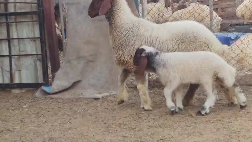 للبيع شاء طيبه دبساء صنف وليد - 4
