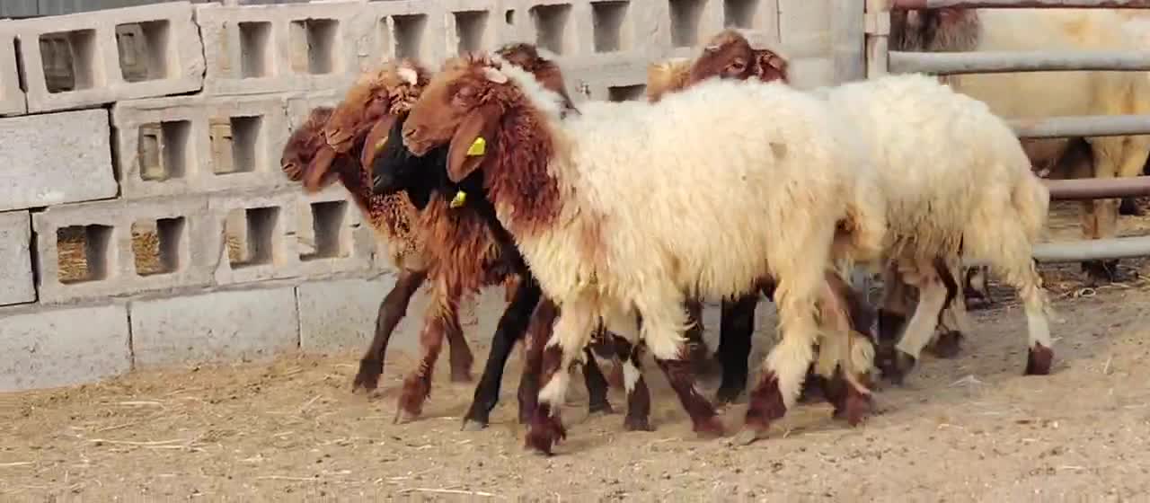 طلين ورخال طيباط تربيه بلديه - 1