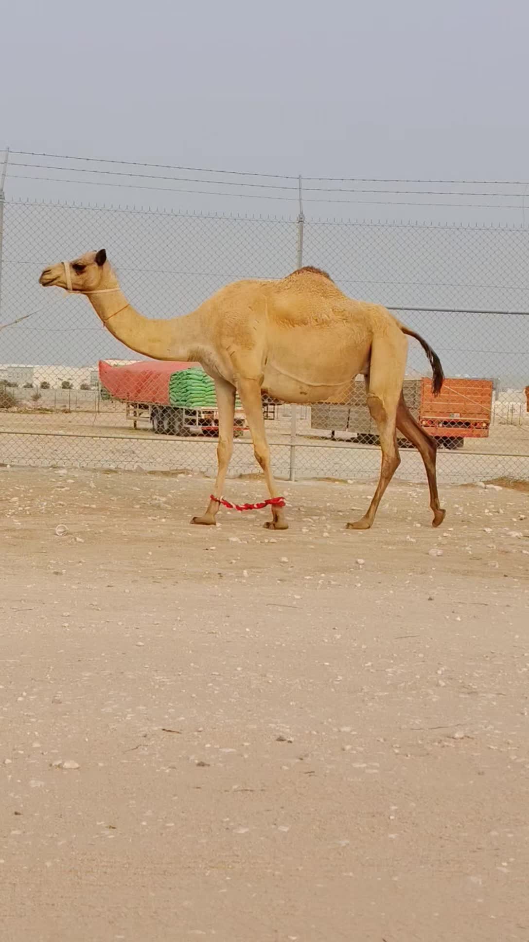 بكر - 2