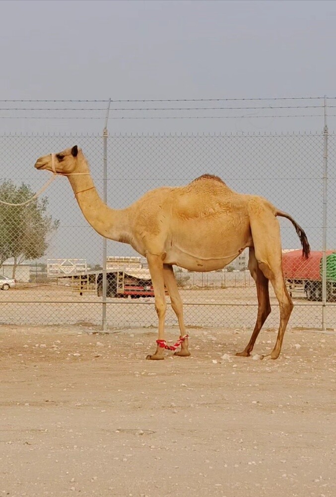 بكر - 1