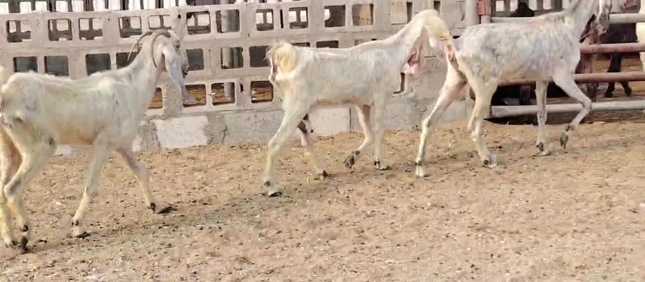 معزه مطوره طيبه سلم سن وديد - 1