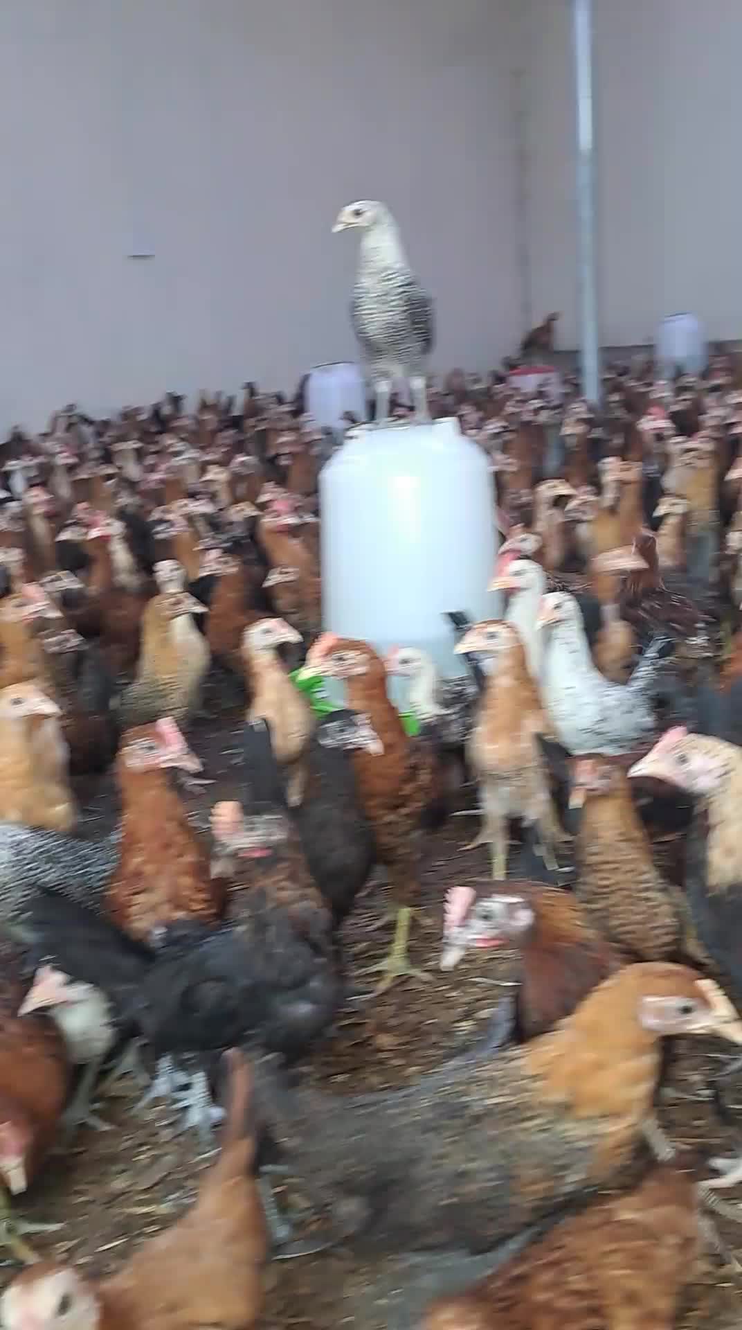 Baladi chicken - 1