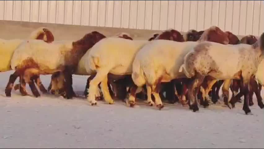 للبيع شوهات سوريه دبس وطيبه - 4