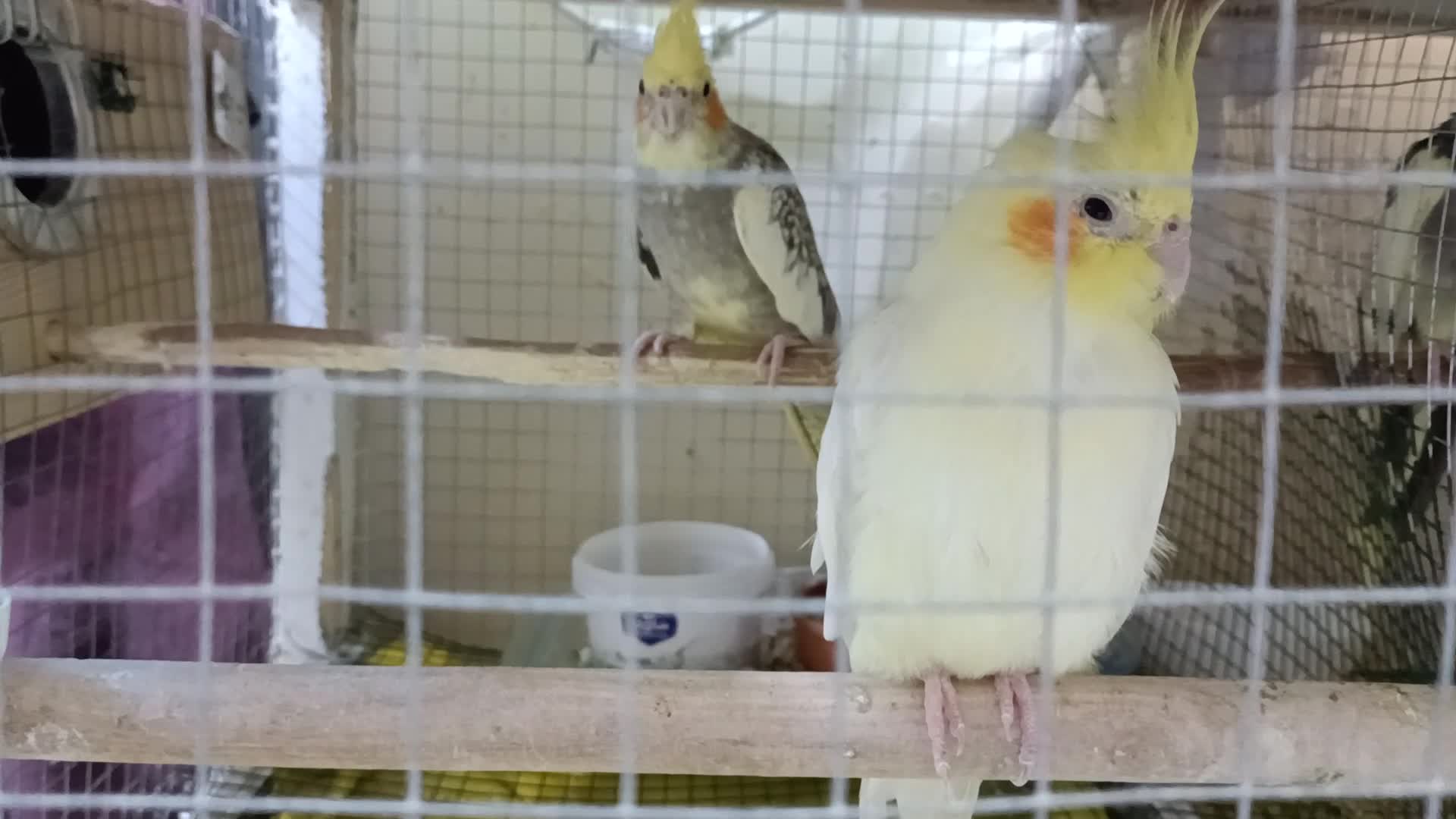 cockatiel and ringneck pairs - 1