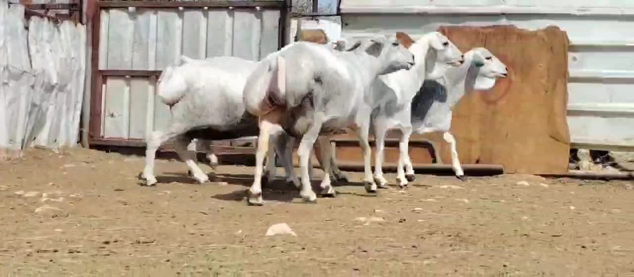 للبيع شويهات بربر طيب - 1