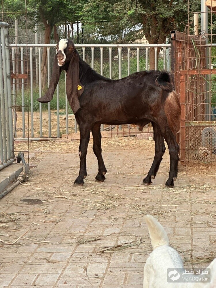 للبيع تيس باكستاني جدع - 1