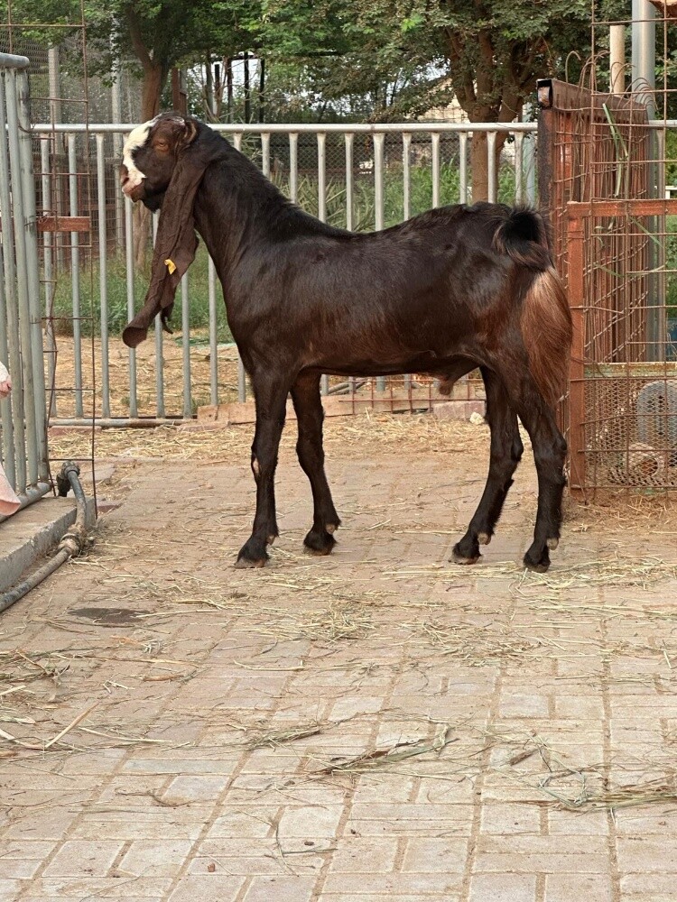 للبيع تيس باكستاني جدع - 3