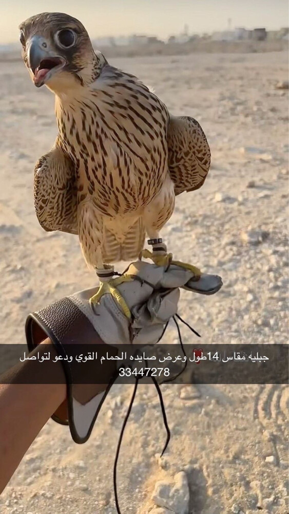 للبيع جبليه - 1