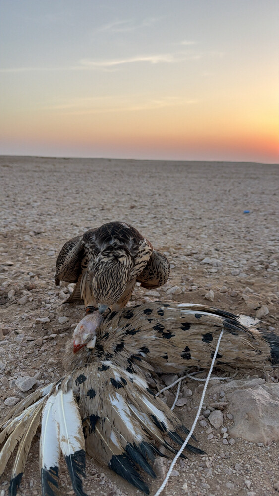 تبع جير - 5