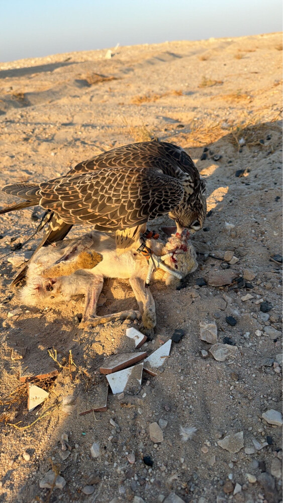 تبع جير - 4