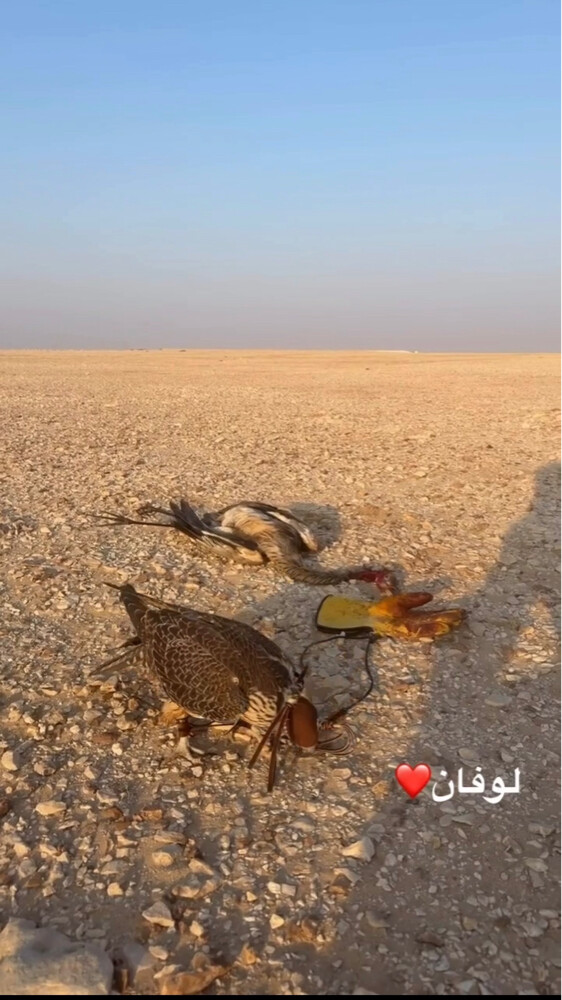 تبع جير - 2