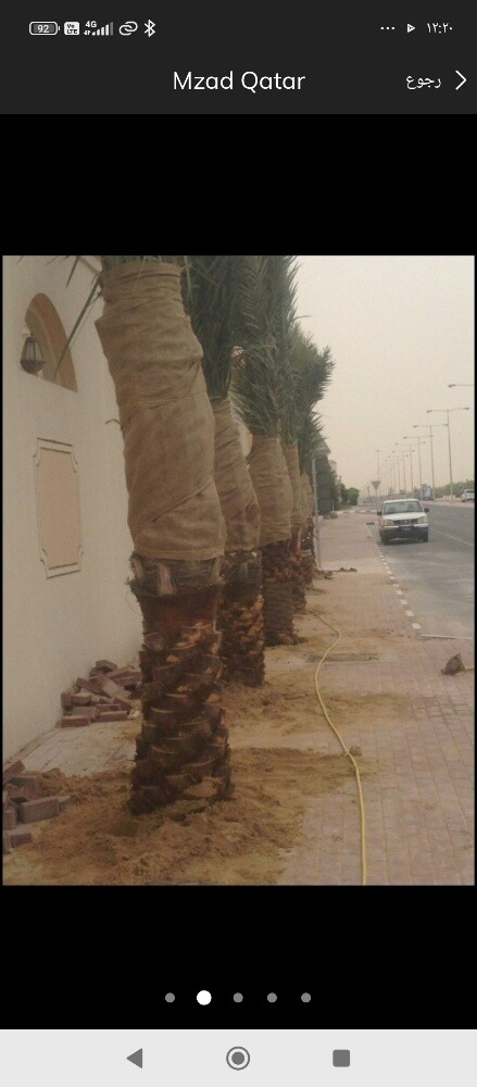 تنظيف النخيل والوشنطنيو - 4