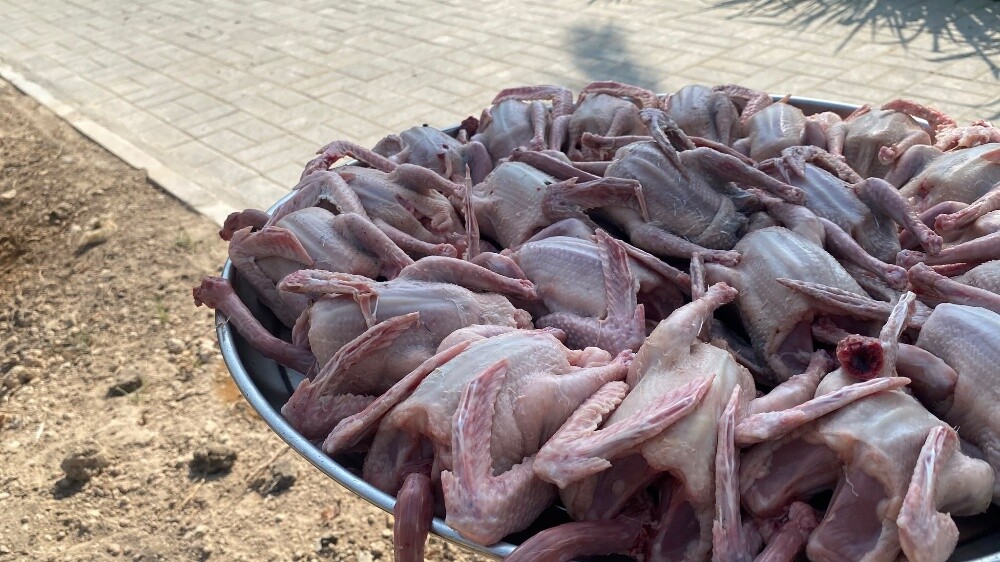 La-Haaam Pigeons For sell - 4