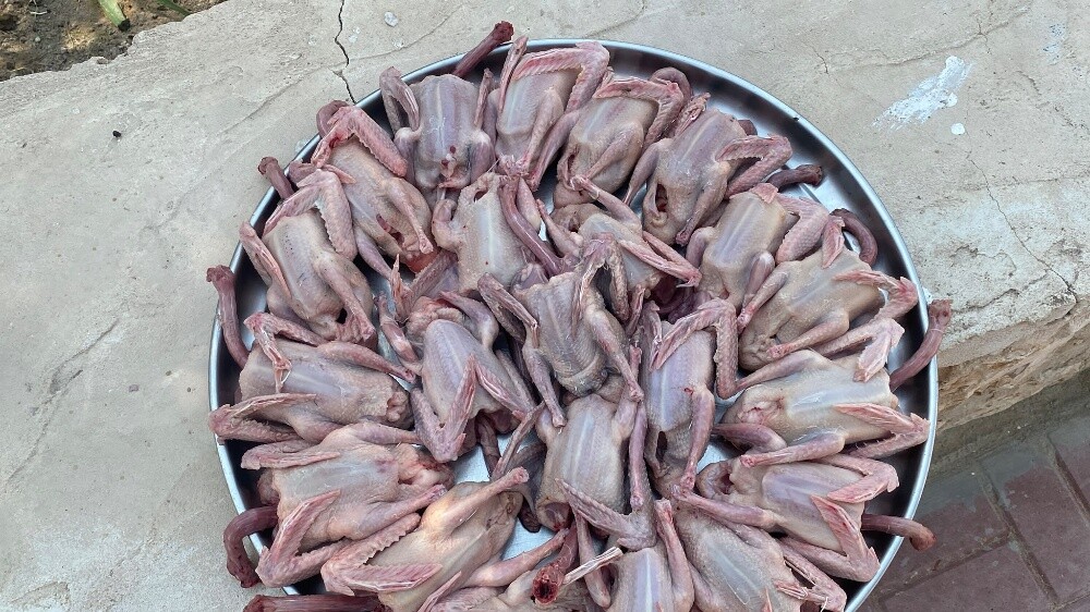 La-Haaam Pigeons For sell - 5