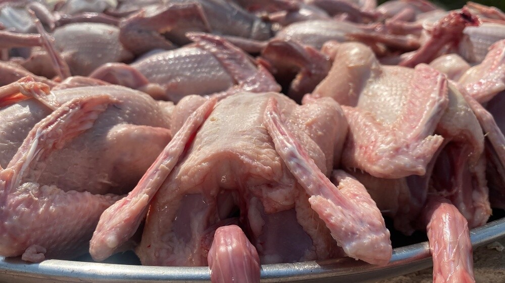La-Haaam Pigeons For sell - 3