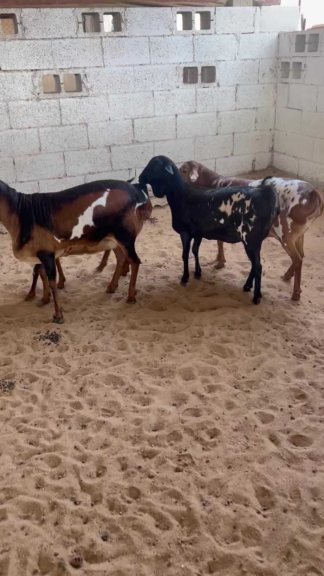 barbar maaza - 1