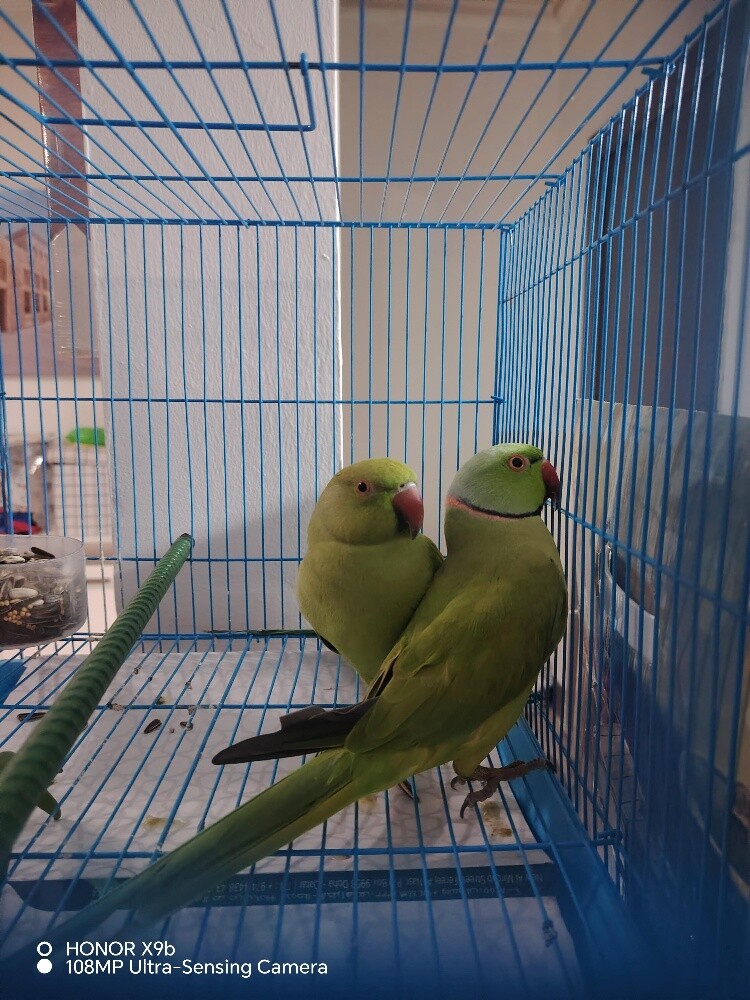 2Parrot male ane Female - 2